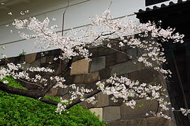 石垣前の桜